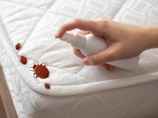 Best Pest Prevention Services  in Vista, CA