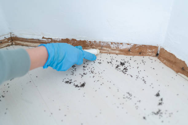 Best Mosquito Control Services  in Vista, CA